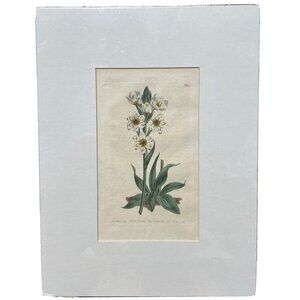 Curtis Botanical 1803 #653 Revolute Flowered Star of‎ Bethlem